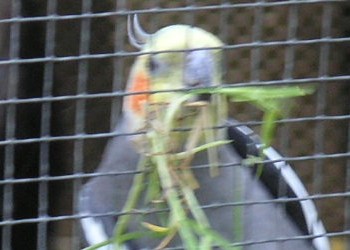 Auch die Tiere im Kaefig lassen sich fuettern