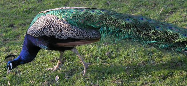 "Pfau am Schwanenteich Sinzig Bad Bodendorf"