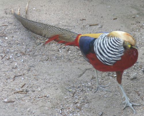 Exotische Voegel sind auch beheimatet am Schwanenteich Bad Bodendorf