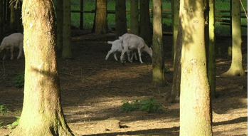 Tiere am Schwanenteich Sinzig Bad Bodendorf