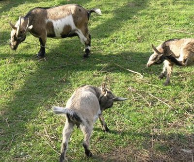 Tiere in Action am Schwanenteich