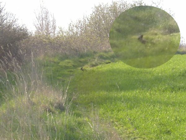 Der Osterhase auf dem Weg nach Bengen